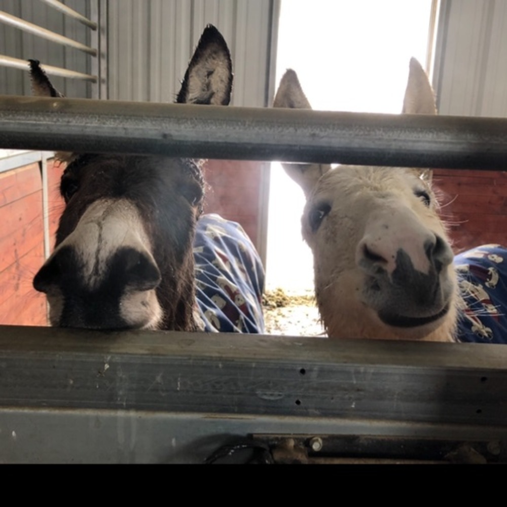 We need hay!  Buy stuff from our mom!